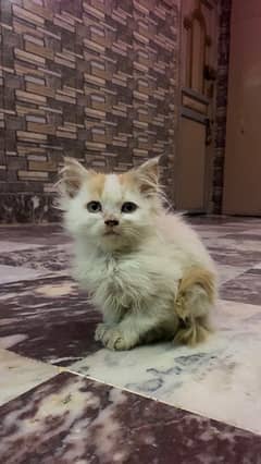 persian