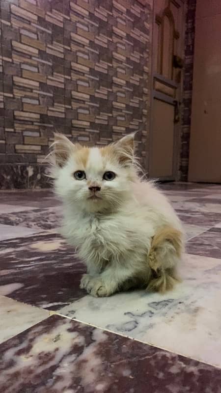 persian kittens 4