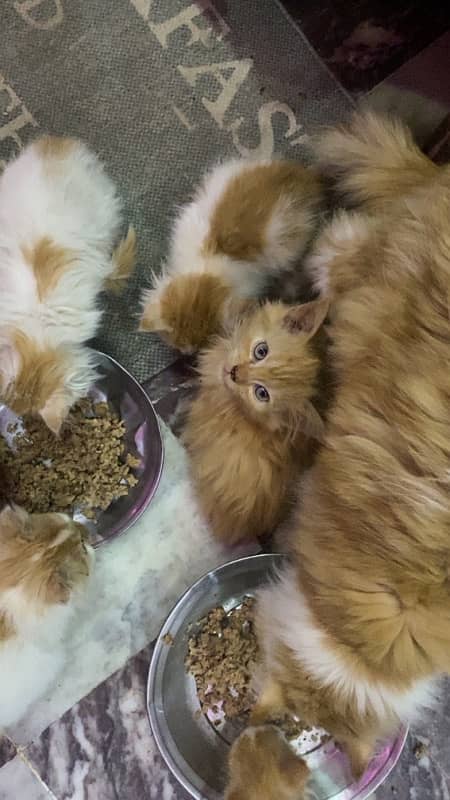 persian kittens 5