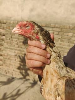 shajri aseel hen for sale