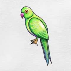 green parrot breeder pair for sale