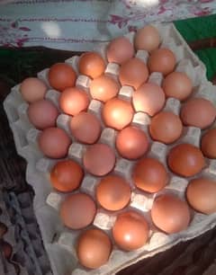 Desi eggs available in bulk quantity