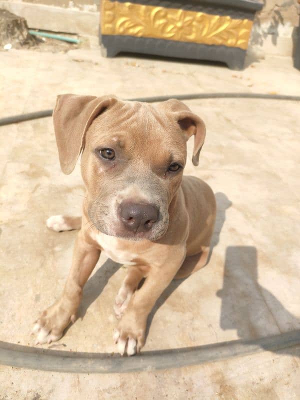 American pitbull 3