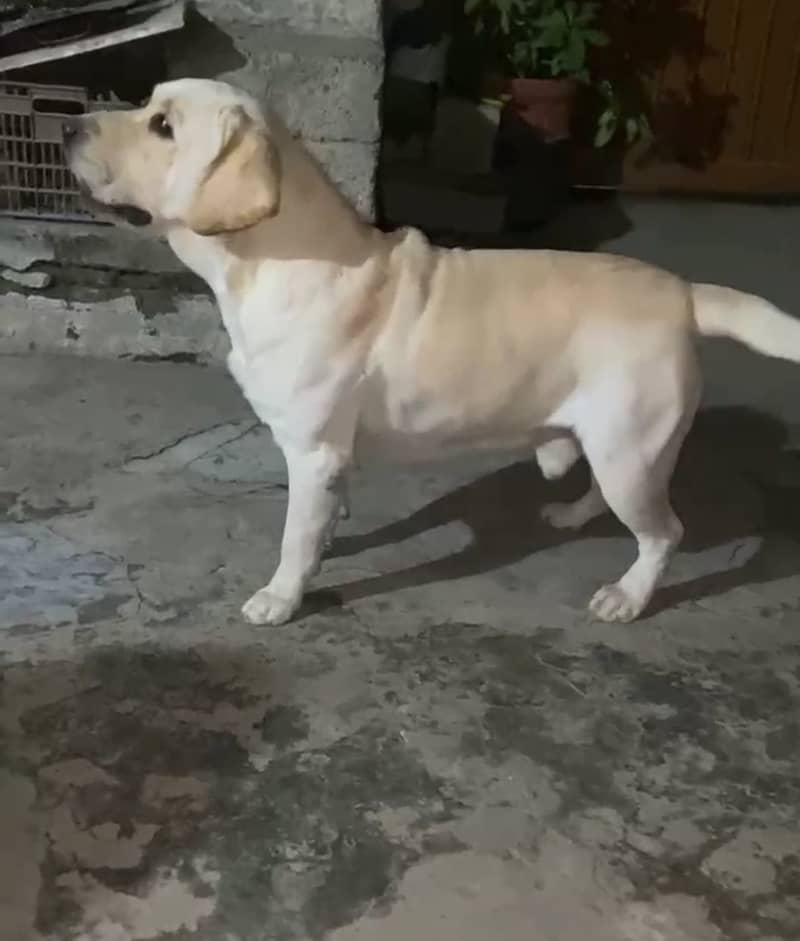 BRITISH LABRADOR DOG FULL POINTS 1