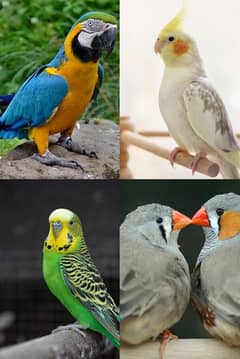 All kinds of birds for sale