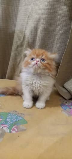 piki  face kittens for sale 03280592995