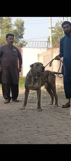 Heaviest Bully dog Ancient type