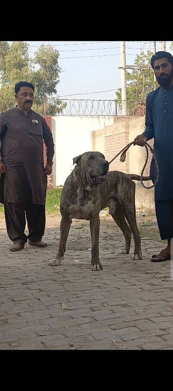 Heaviest Bully dog Ancient type 0