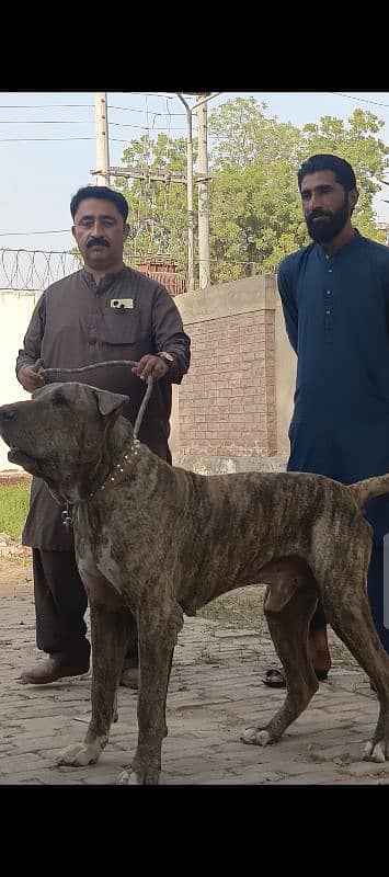 Heaviest Bully dog Ancient type 2