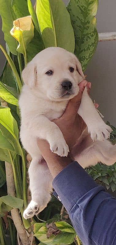 Labrador retriever puppy pedgri 2