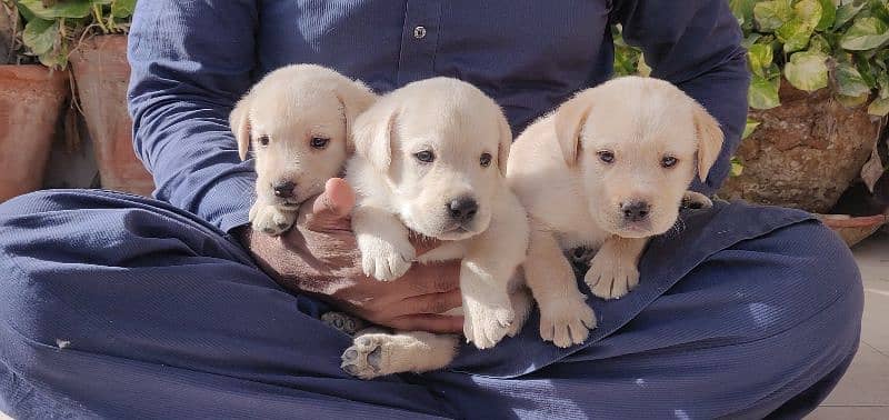 Labrador retriever puppy pedgri 4