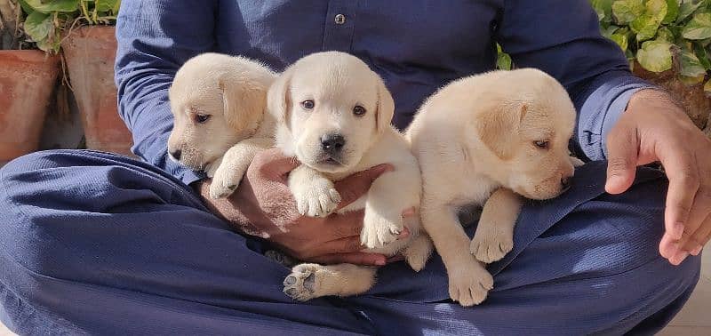 Labrador retriever puppy pedgri 5