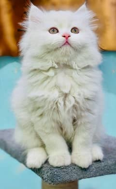 high quality kitten|Punch face Kittens|persian cat|cute|tripple|fluffy