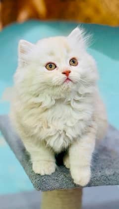 Persian Kittens | Punch Face | Triple Coated | Male | 03124188513 |