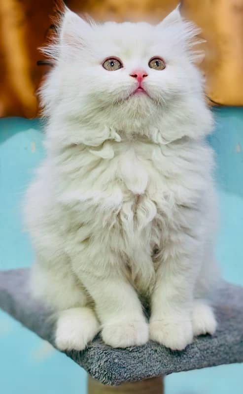 Persian Kittens | Punch Face | Triple Coated |  Male | 03124188513 | 0