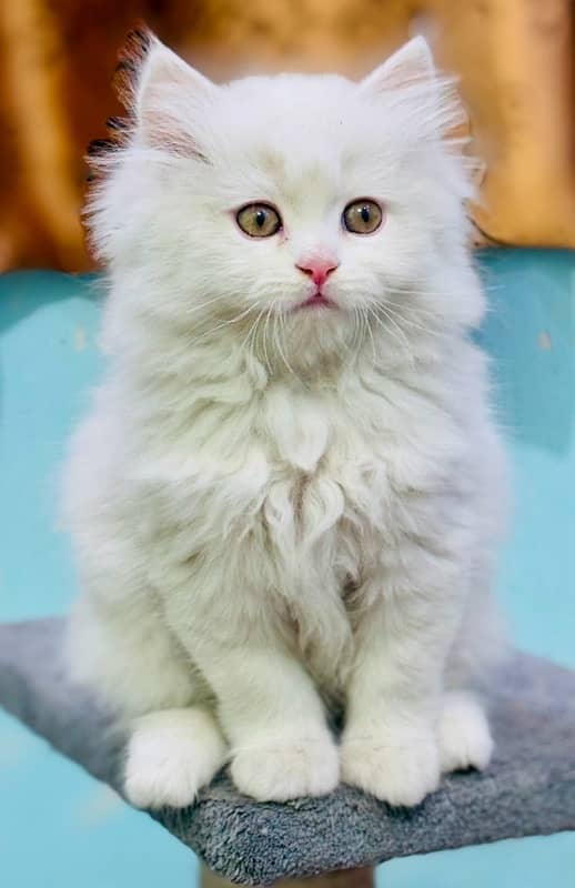 Persian Kittens | Punch Face | Triple Coated |  Male | 03124188513 | 1