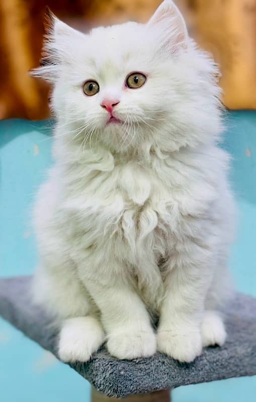 Persian Kittens | Punch Face | Triple Coated |  Male | 03124188513 | 2