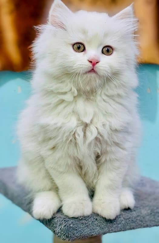 Persian Kittens | Punch Face | Triple Coated |  Male | 03124188513 | 3