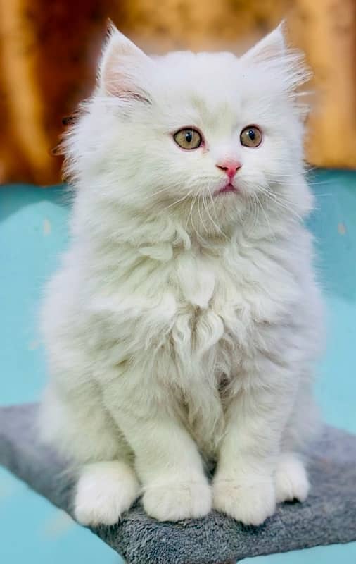 Persian Kittens | Punch Face | Triple Coated |  Male | 03124188513 | 4