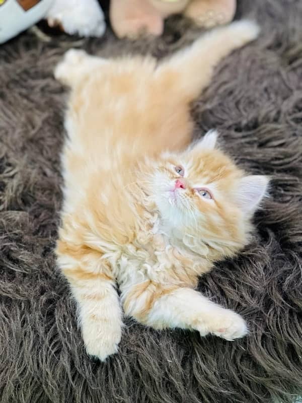 Persian Kittens | Punch Face | Triple Coated | Male | 03124188513 | 2