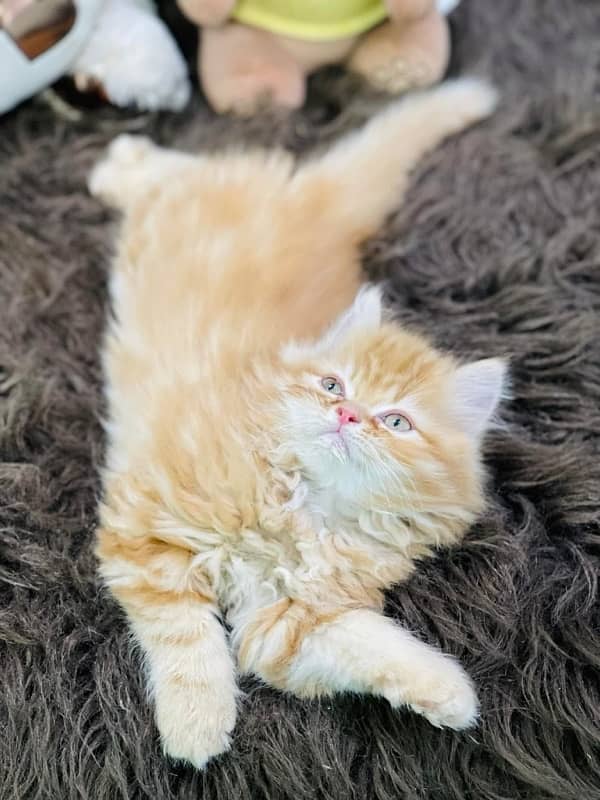 Persian Kittens | Punch Face | Triple Coated | Male | 03124188513 | 4