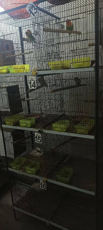 Cages, Love birds, Boxes for sale 2