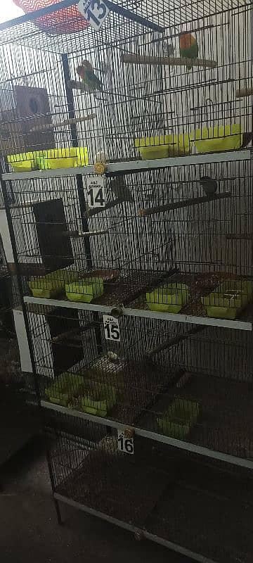 Cages, Love birds, Boxes for sale 3