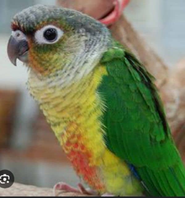 green cheeck conure (Non DNA) 0