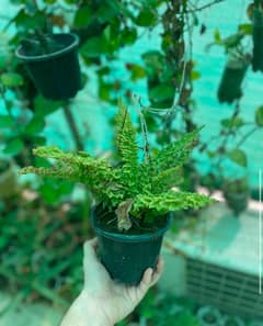 Fern plant for sale RS3500