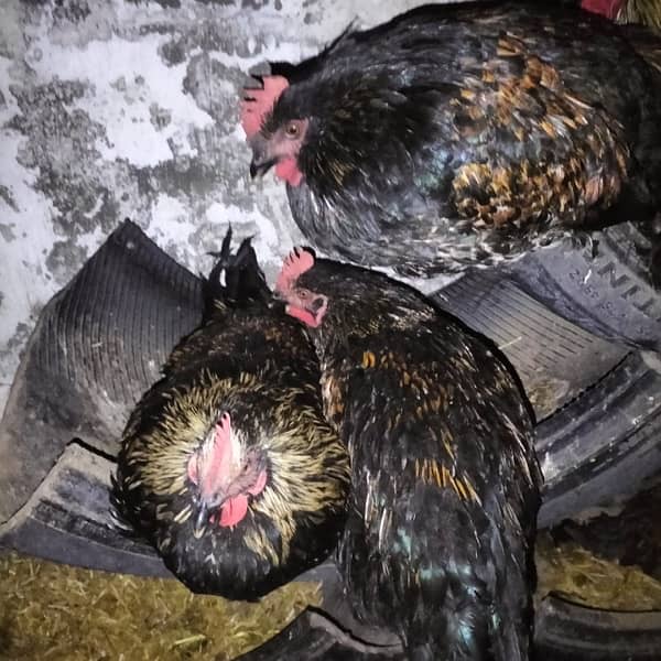 hens for sale 1