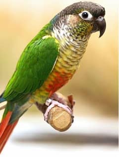 Green check conure