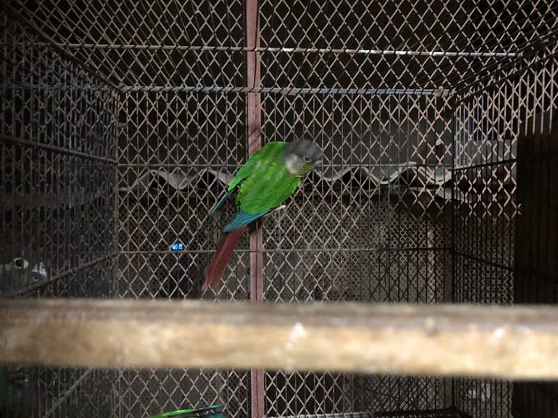 Green check conure 1