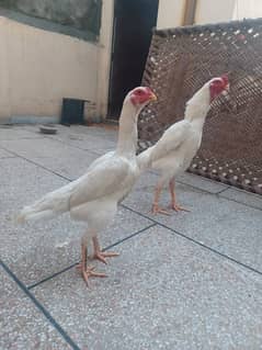 White King Shamo Breeder Pair