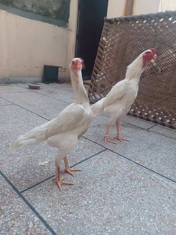 White King Shamo Breeder Pair 1