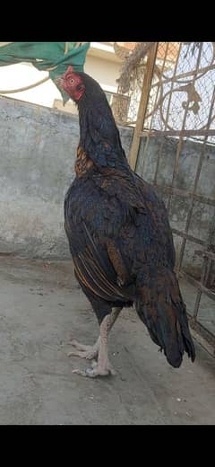 aseel high quality hen healthy and vaccinated.