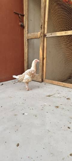 Aseel hen for sale