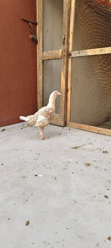 Aseel hen for sale 0