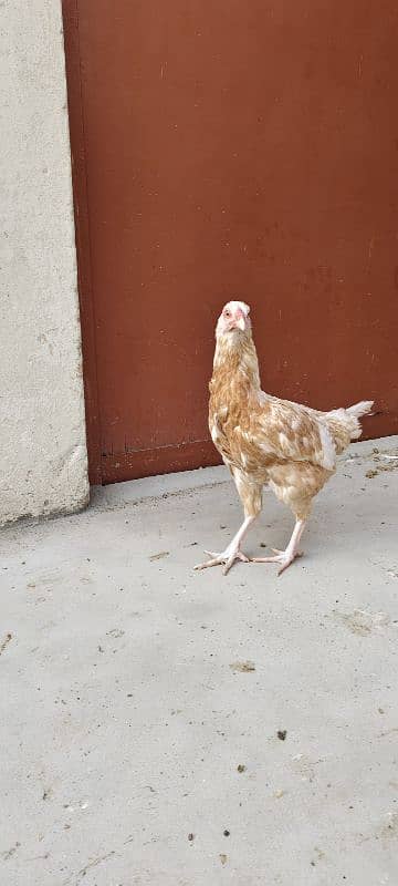 Aseel hen for sale 1