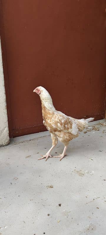 Aseel hen for sale 2