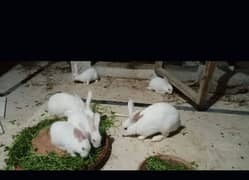 rabbit baby 2 female 1 male age 3 month above each 750