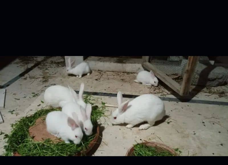 rabbit baby 2 female 1 male age 3 month above each 750 0