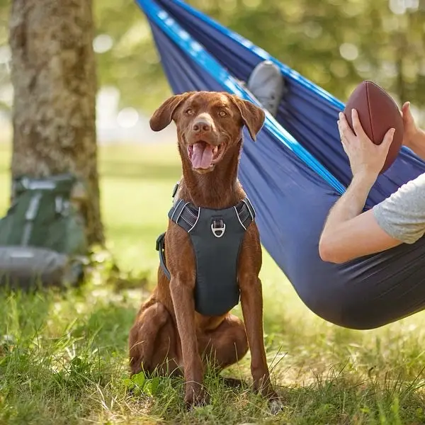 Dog harness with pocket brand new