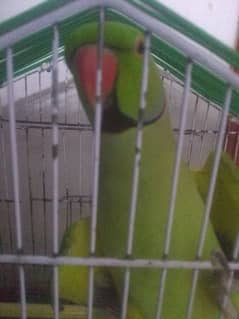 Green Face To face Talking Parrot