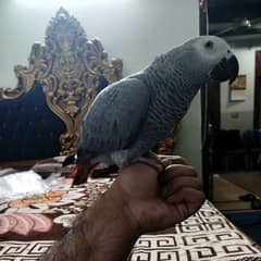 Greyparrot