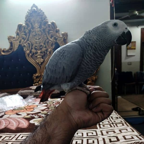 Greyparrot 0