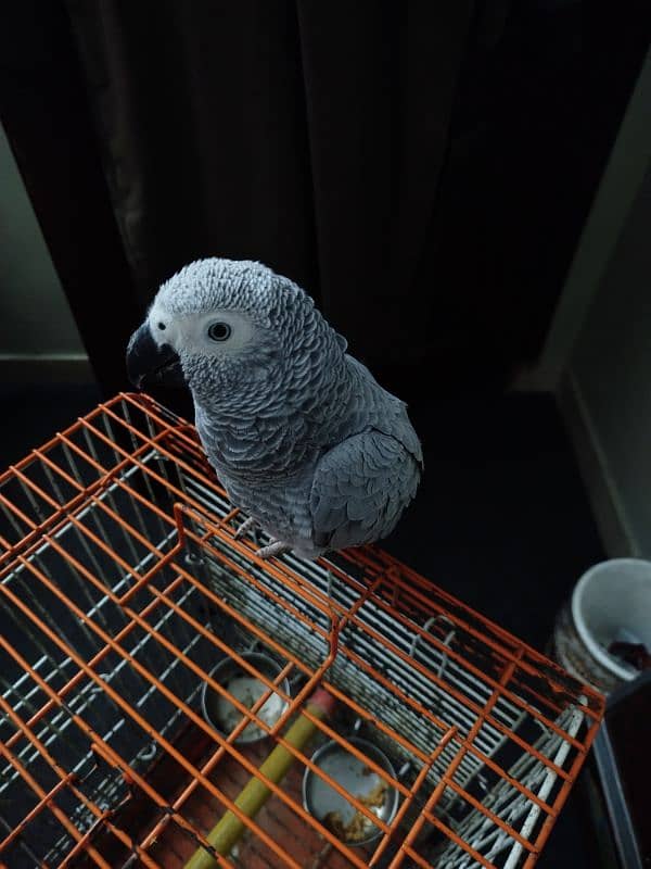 Greyparrot 1