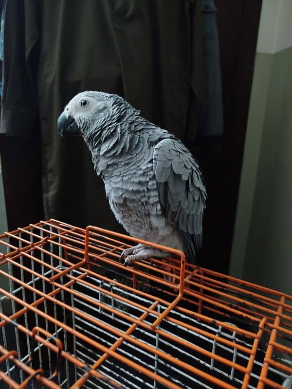 Greyparrot 2