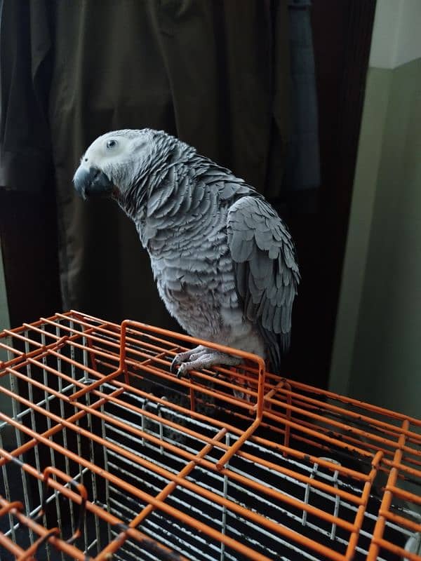 Greyparrot 3