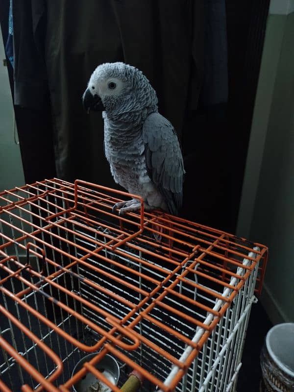 Greyparrot 4