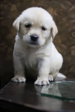 Labrador imported Bloodline 03014615555